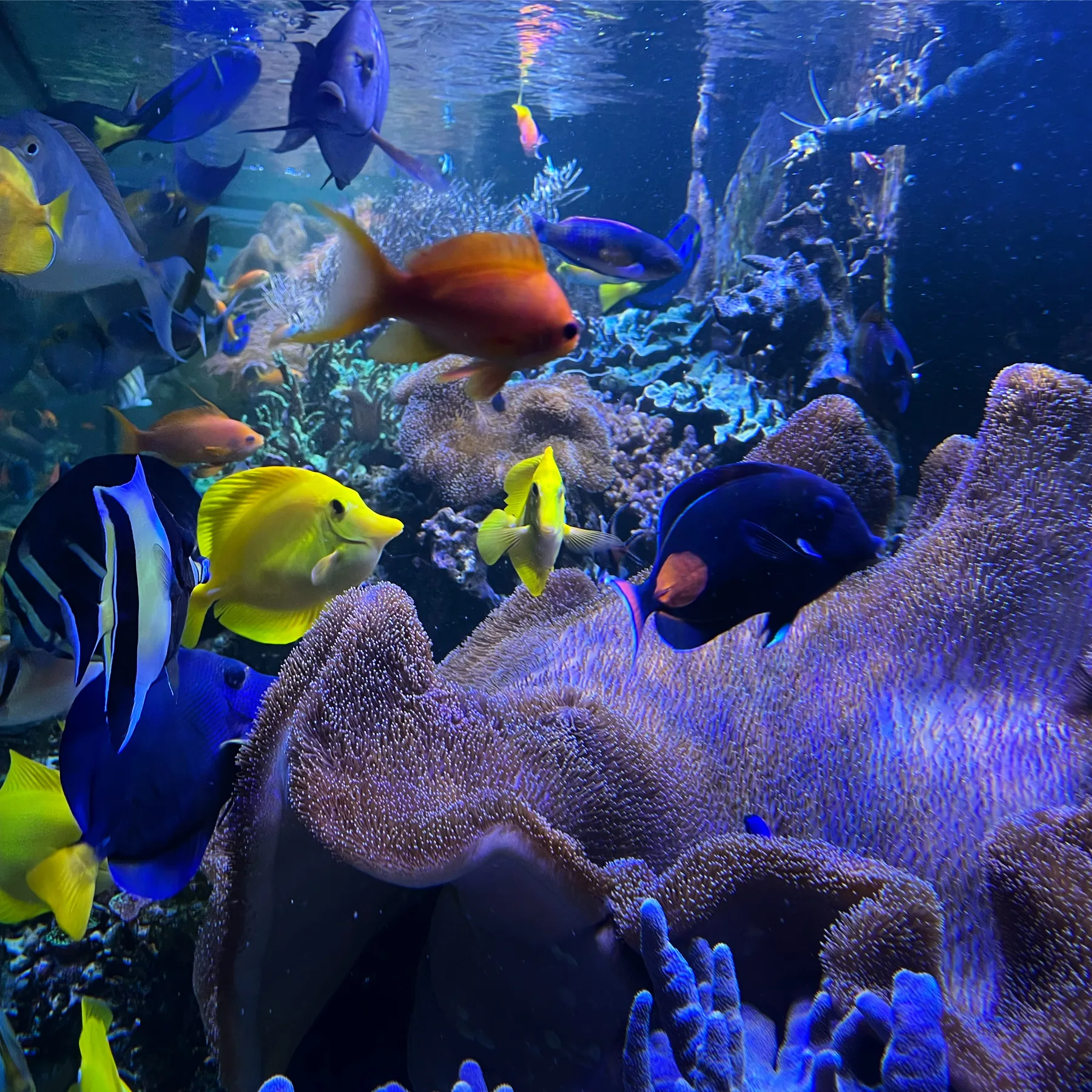 Florham Park 1000 Gallon Reef
