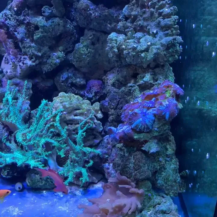 Florham Park 2000 Gallon Shark Aquarium