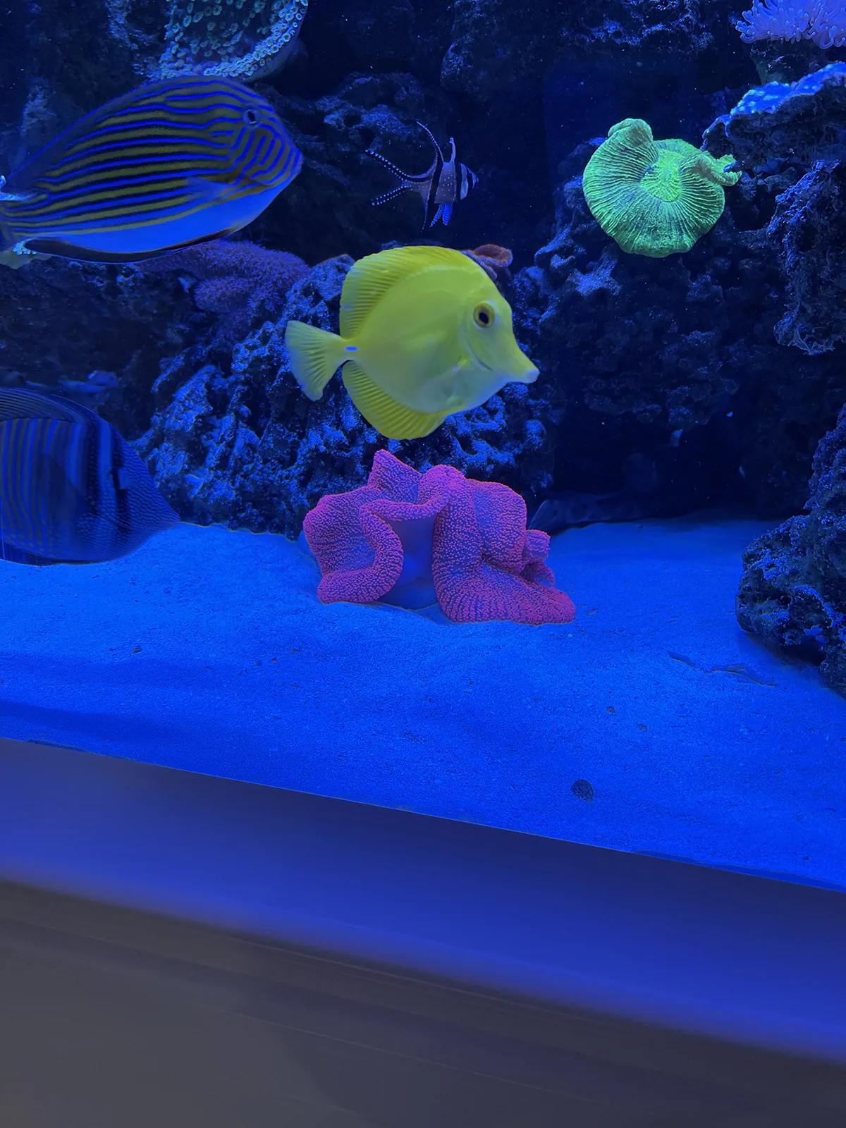 JK Fish World Project 4282
