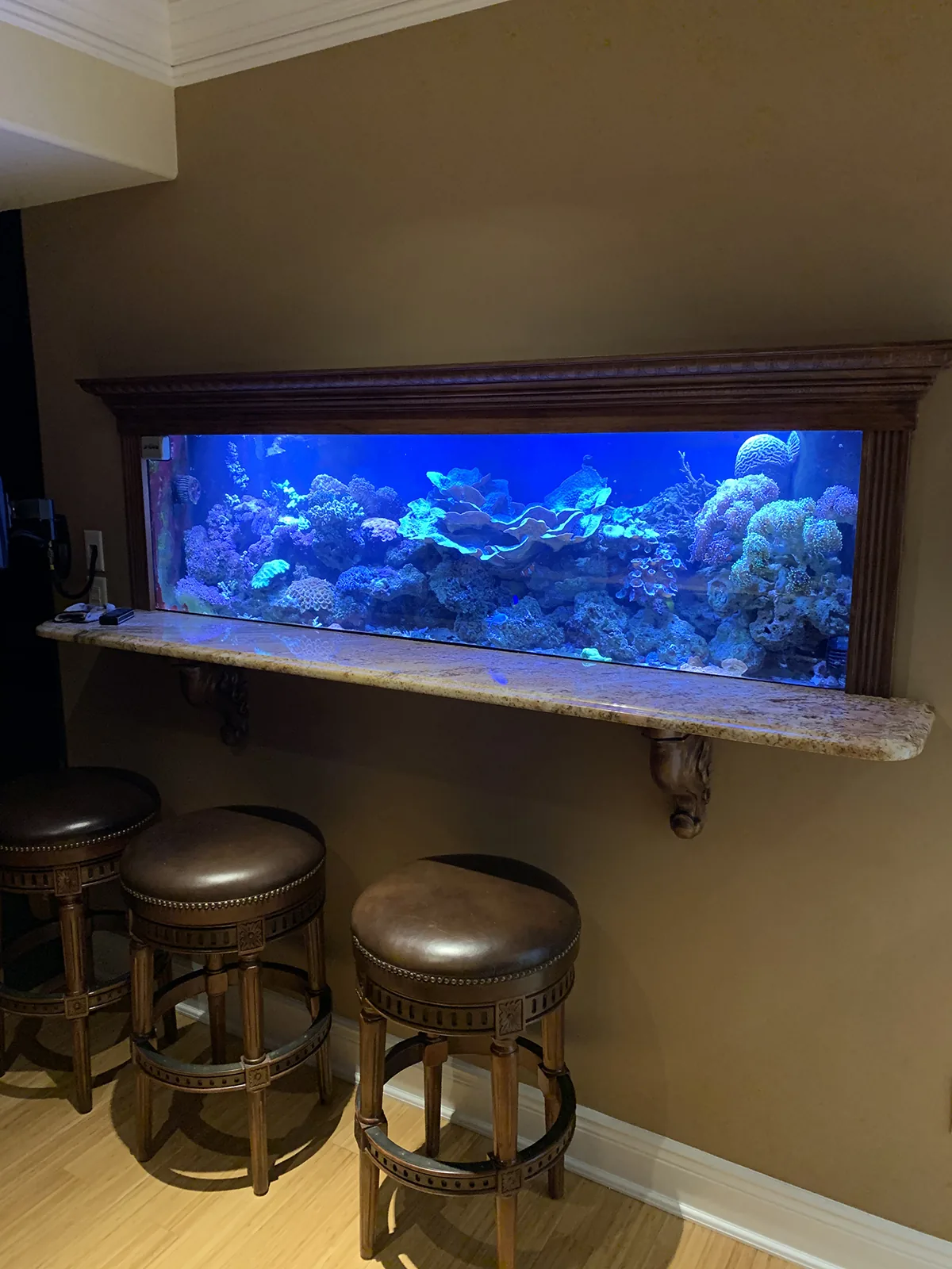 JK Fish World Project 4571