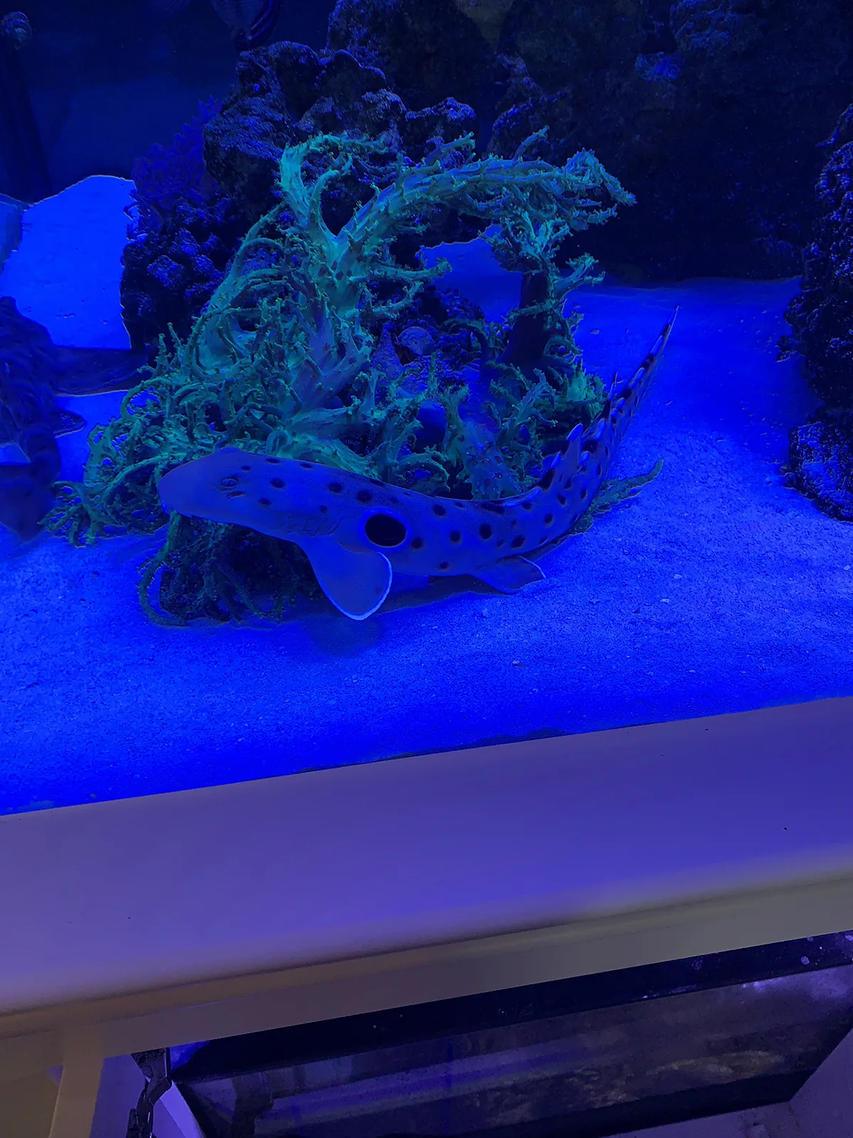 JK Fish World Project 4738