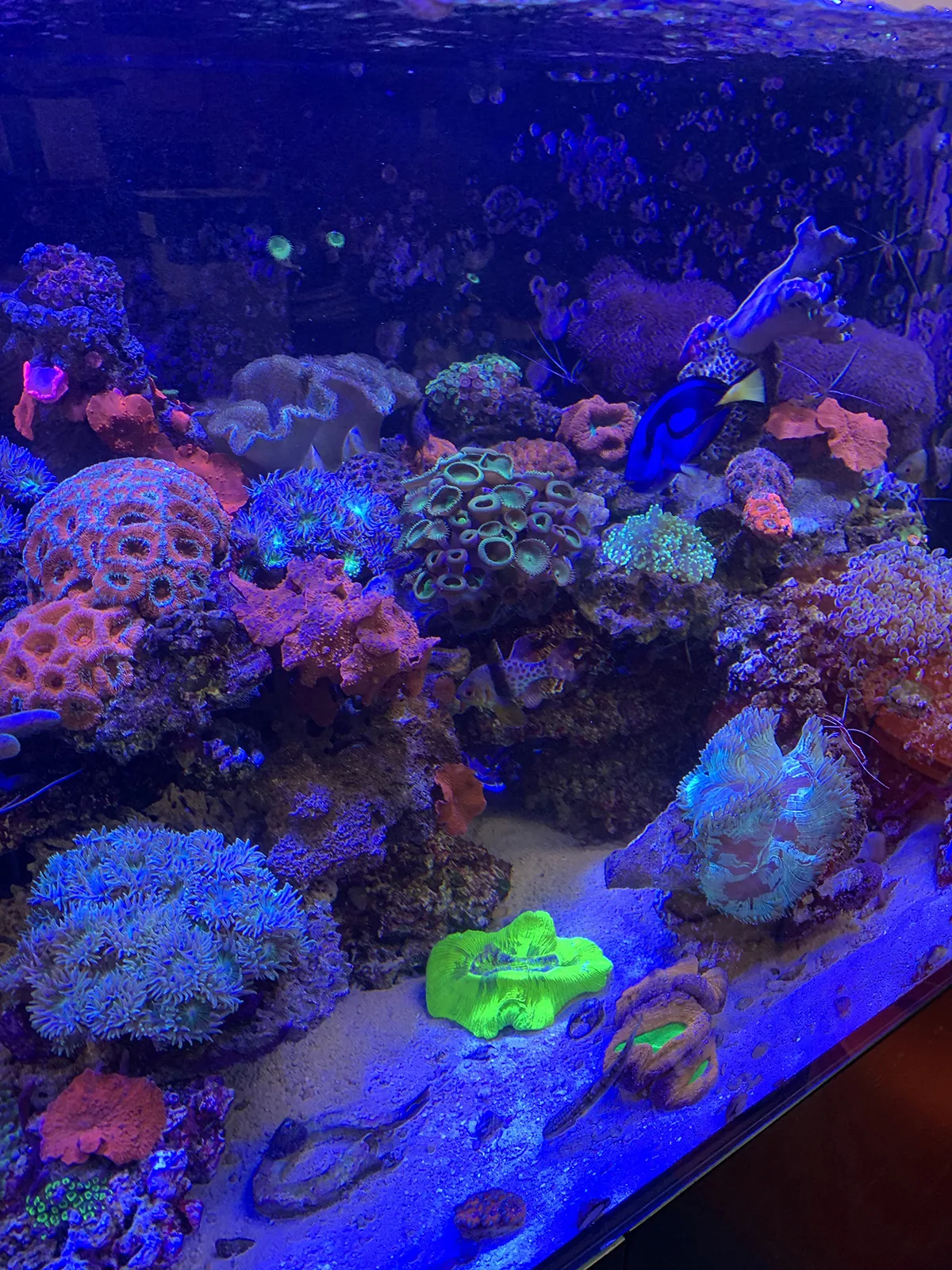 JK Fish World Project 4906