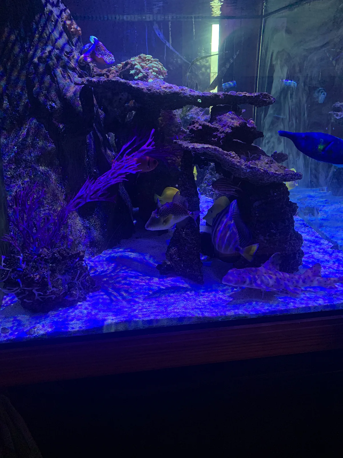 JK Fish World Project 5373