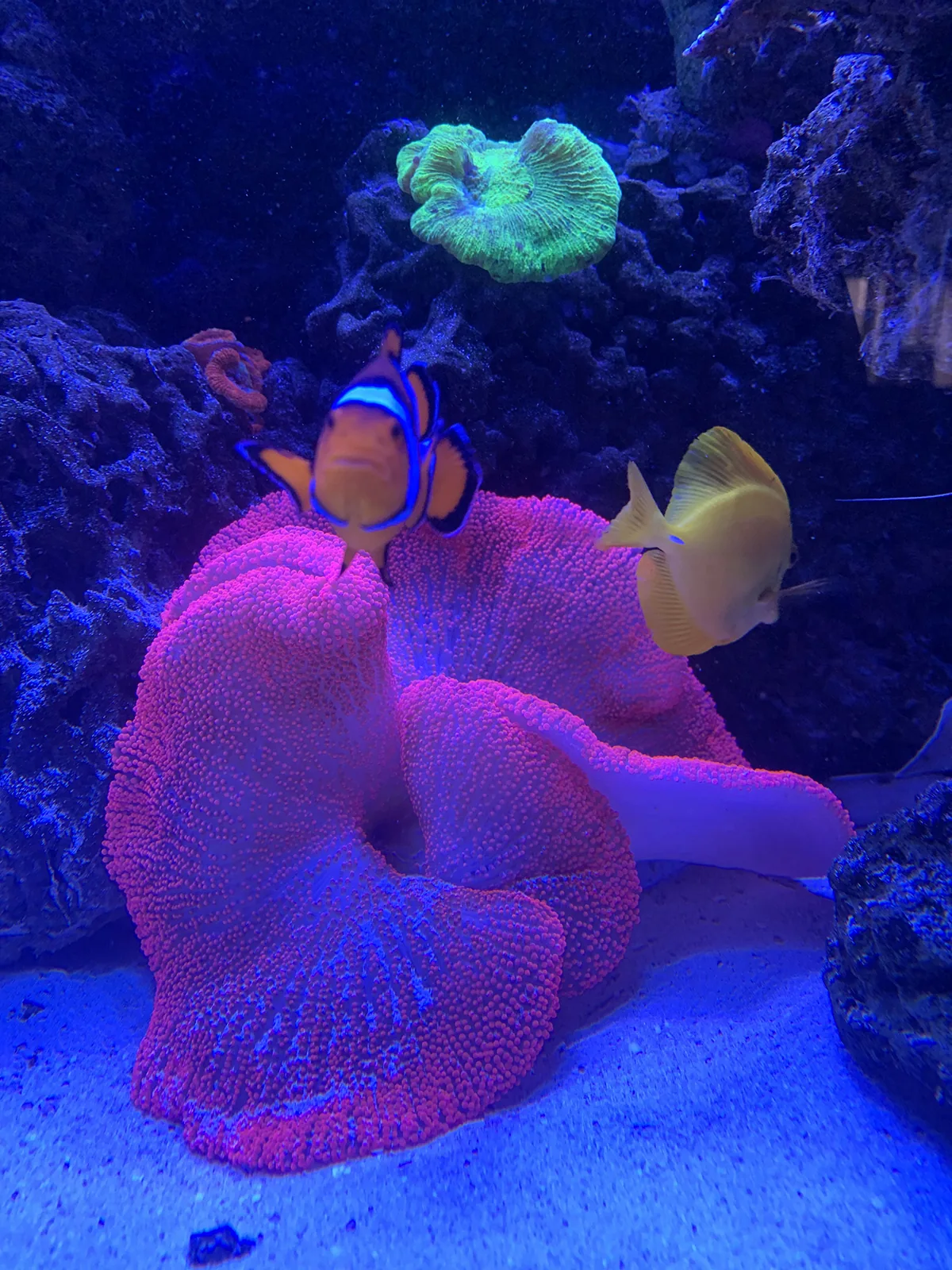 JK Fish World Project 5589