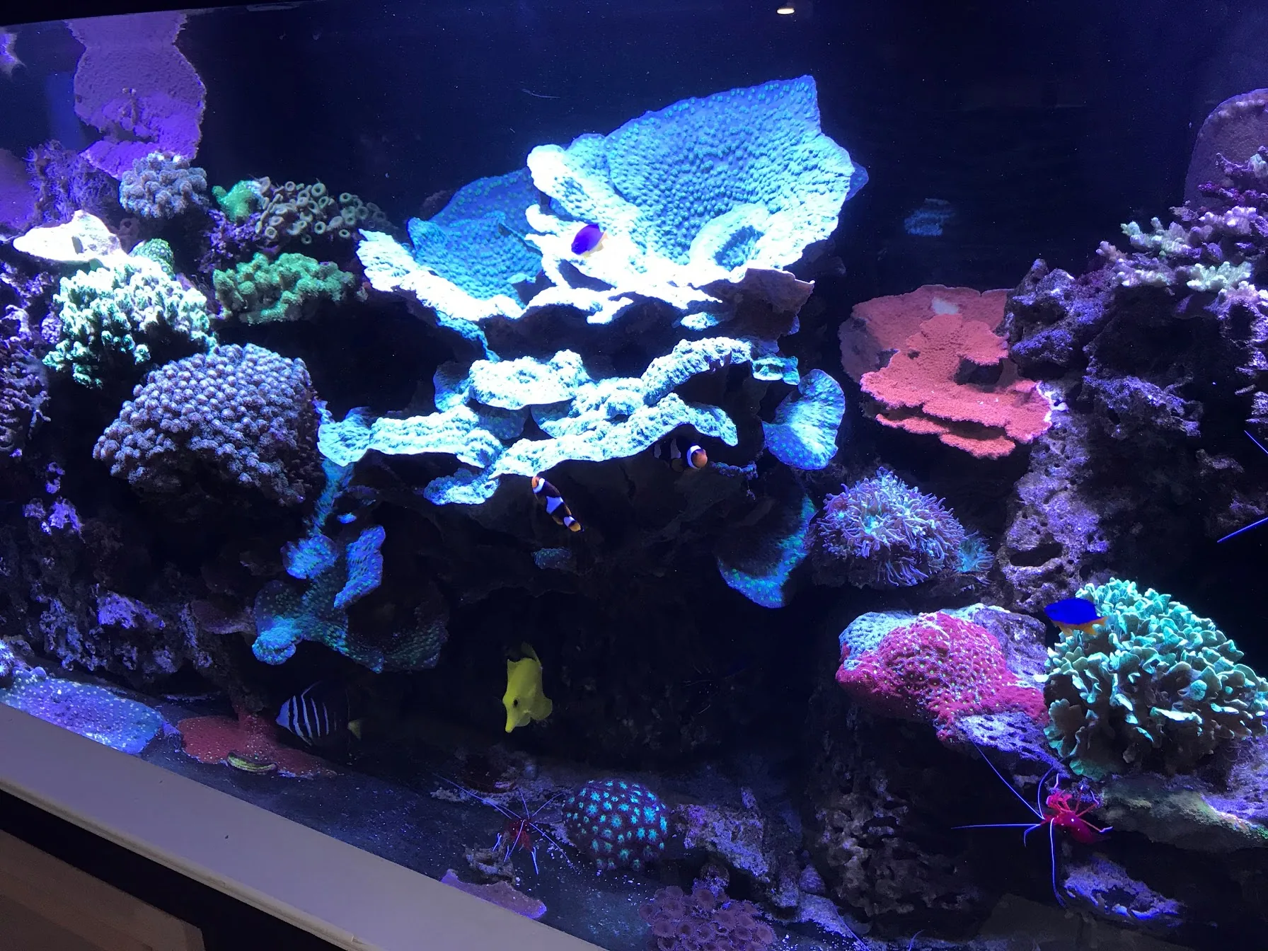 Newton Bar Reef