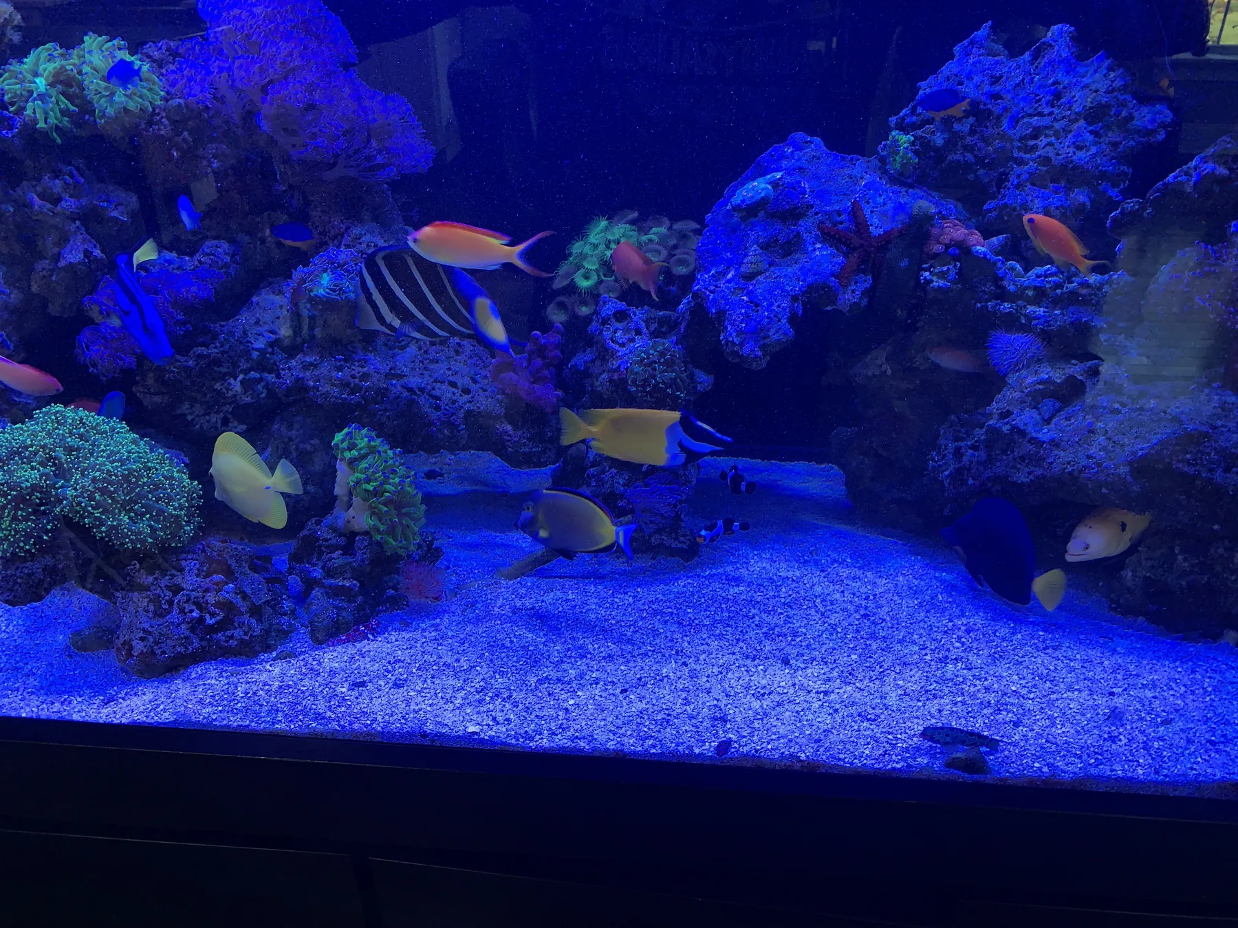 Newton Multi Aquarium Project 450 Gallon And 350 Gallon