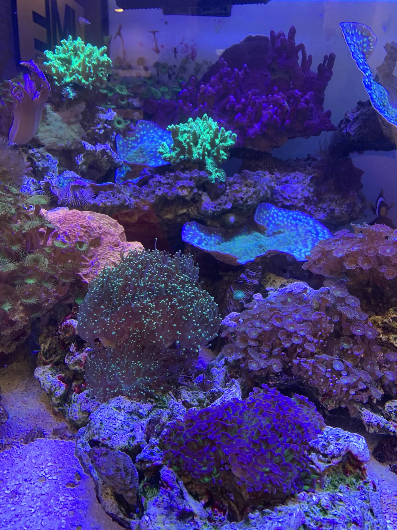 Short Hills 300 Gallon Reef