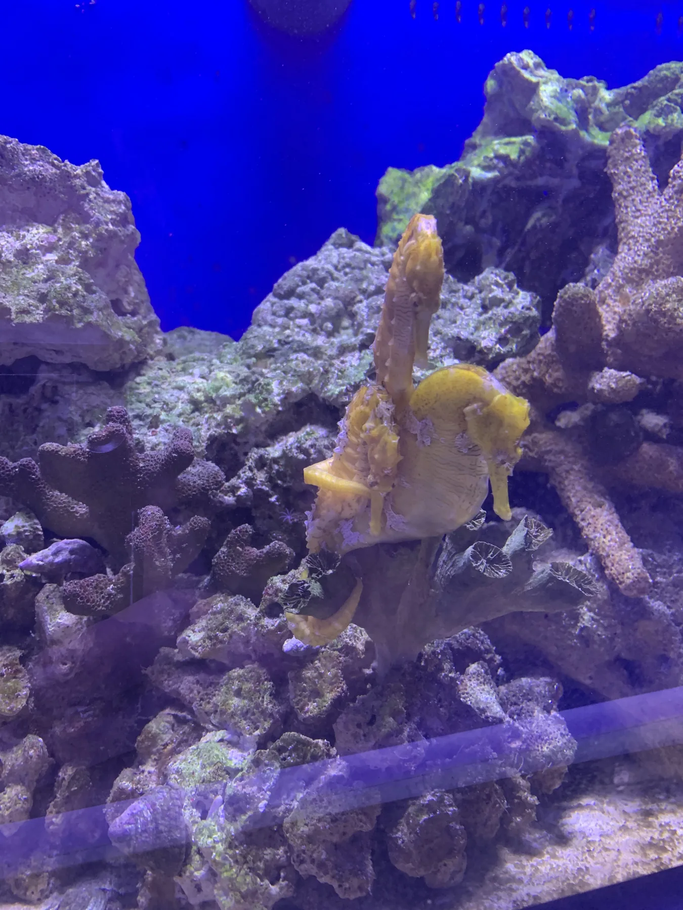 Westfield 700 Gallon Mixed Reef