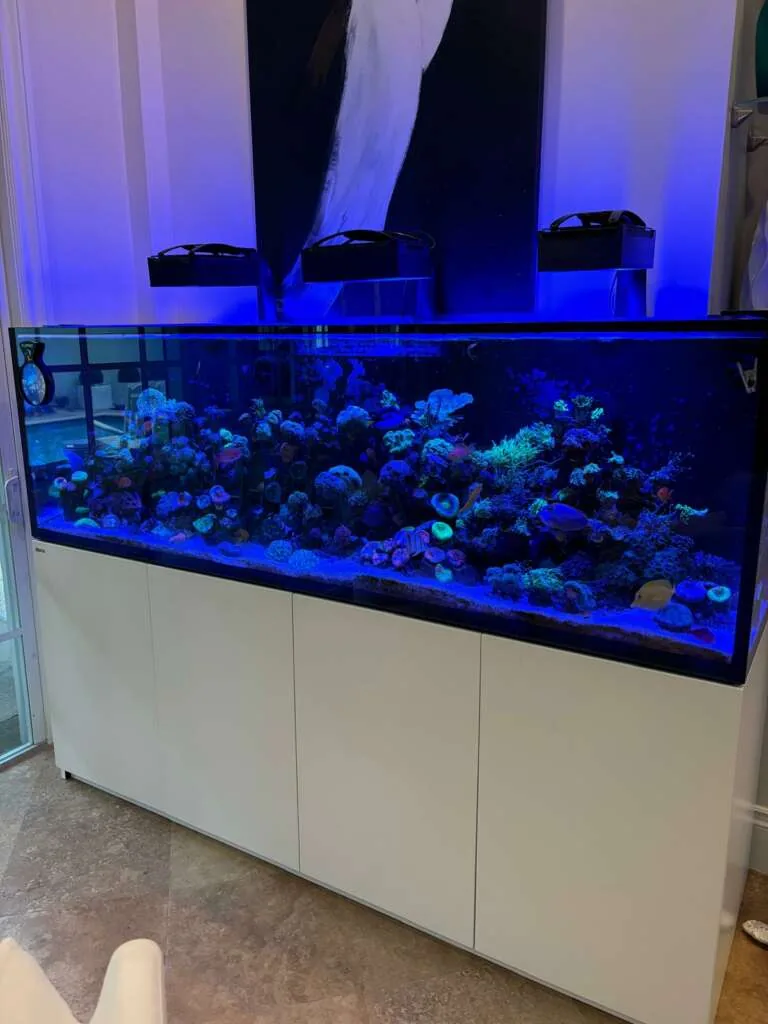 250 Gallon Reef Jupiter Florida Image 1
