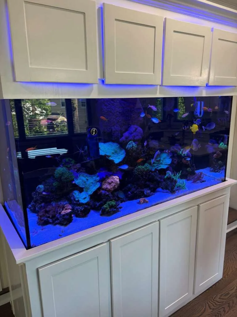 250 Gallon Reef Livingston NJ Image 2