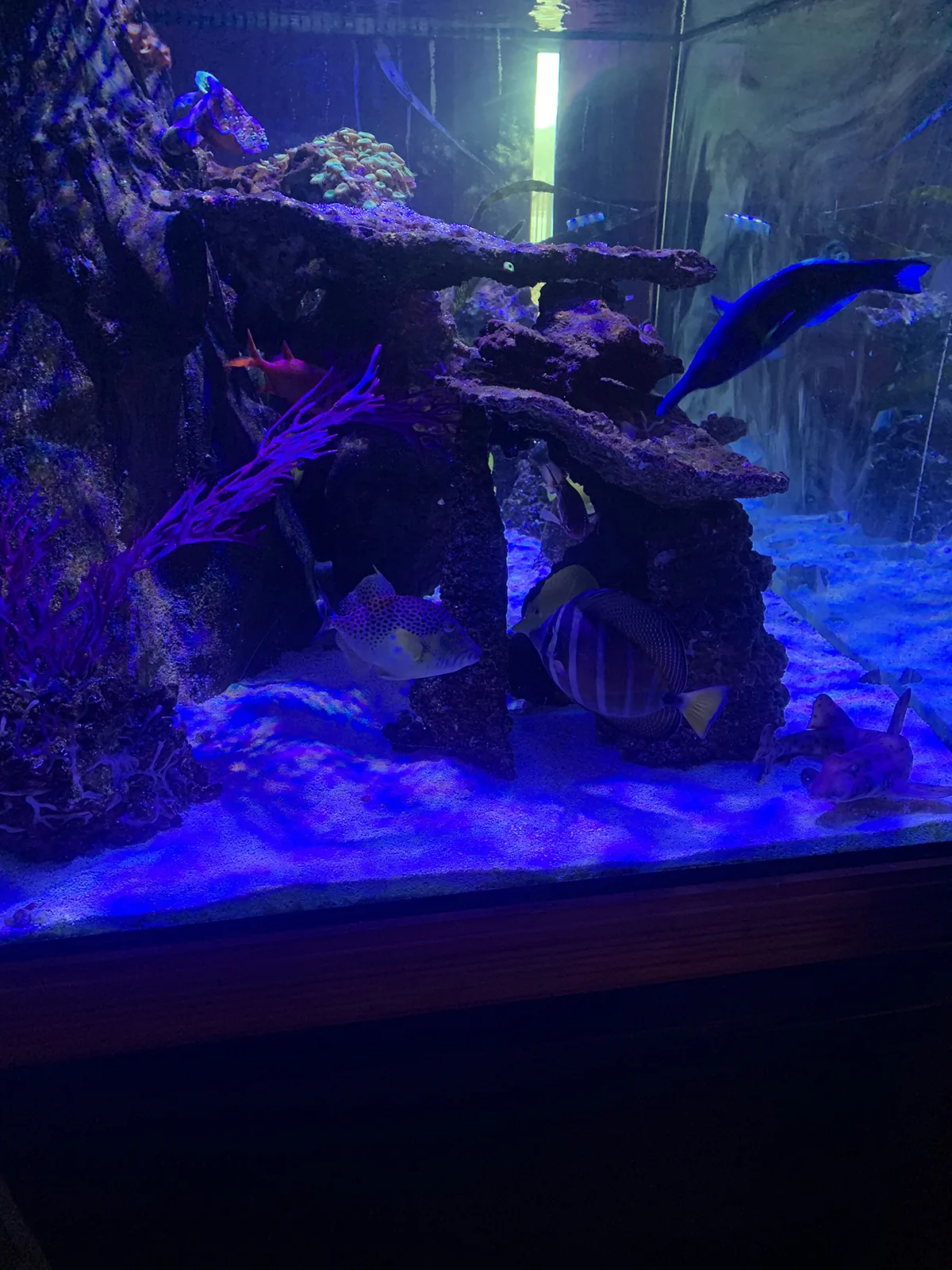 JK Fish World Project 5371