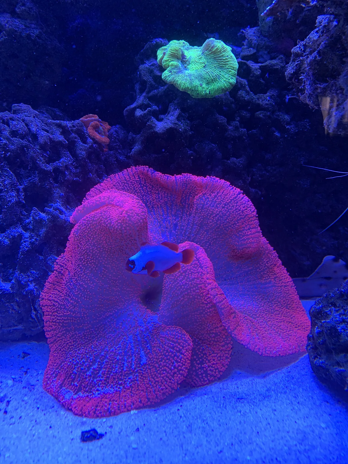 JK Fish World Project 5587
