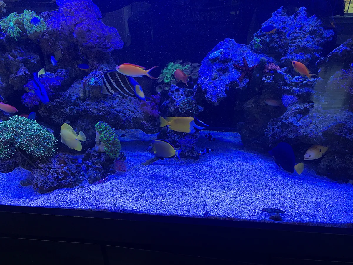 JK Fish World Project 5141
