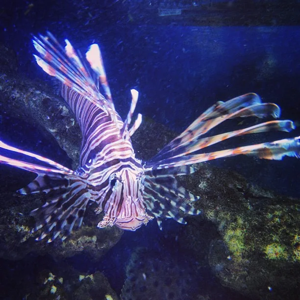 Luxury and Custom-Designed Aquariums