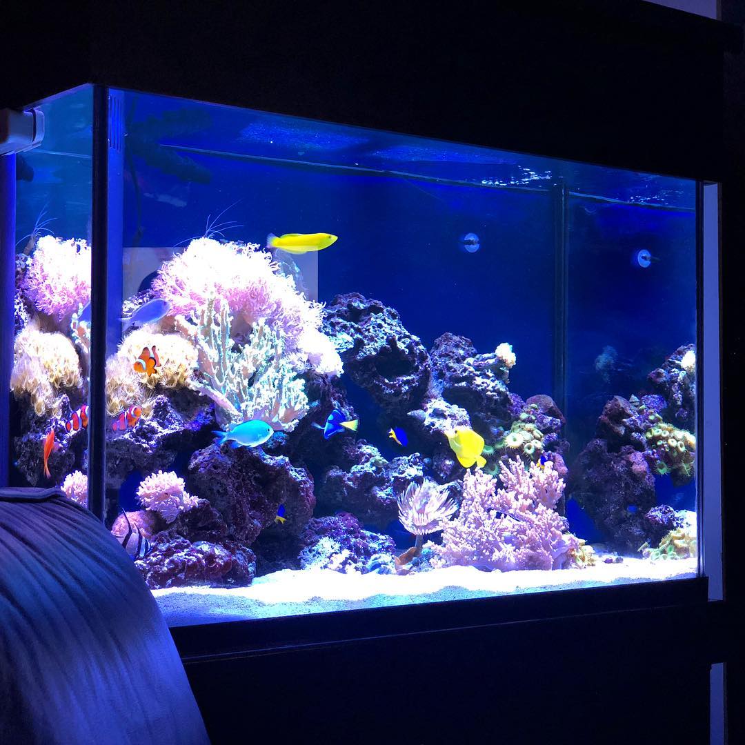 A thriving reef aquarium kept healthy by JK-Fish maintenance
