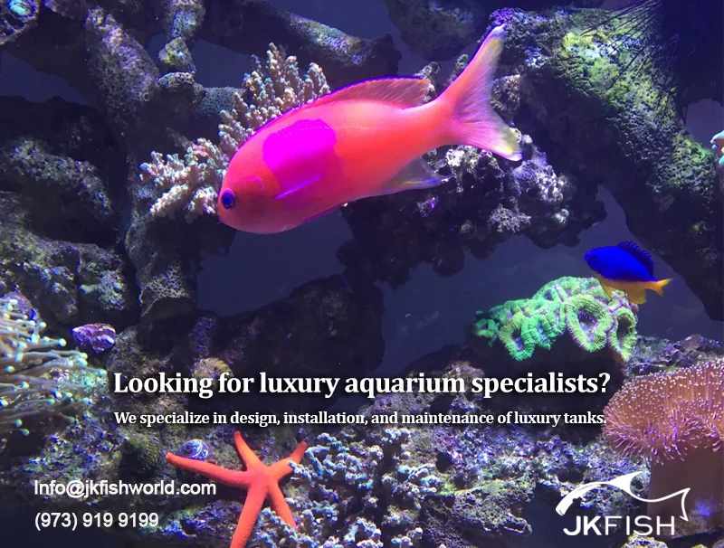 Looking for Luxury Aquarium Specialists