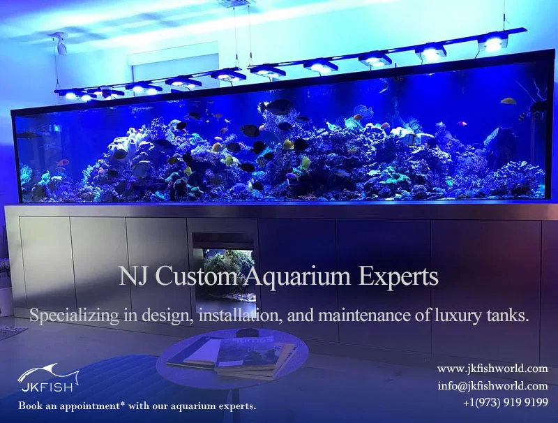NJ Custom Aquarium Experts