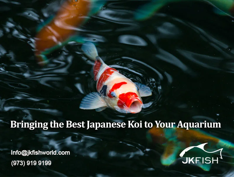 Bringing the Best Japanese Koi to Your Aquarium