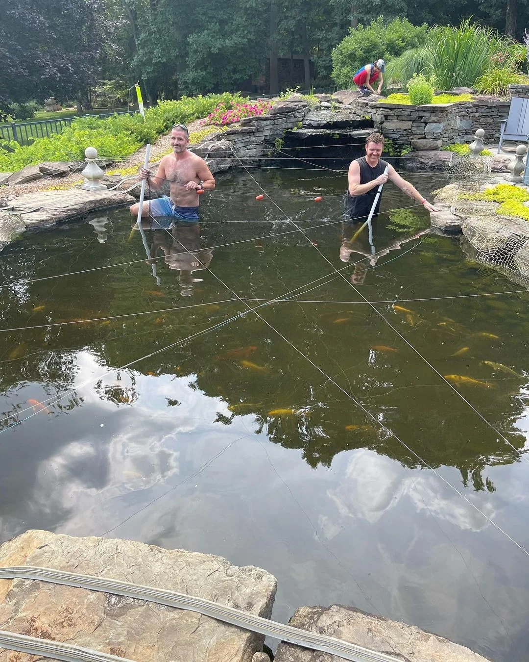 Koi Herding