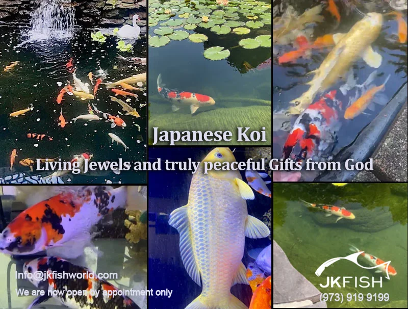 Japanese koi Living Jewels