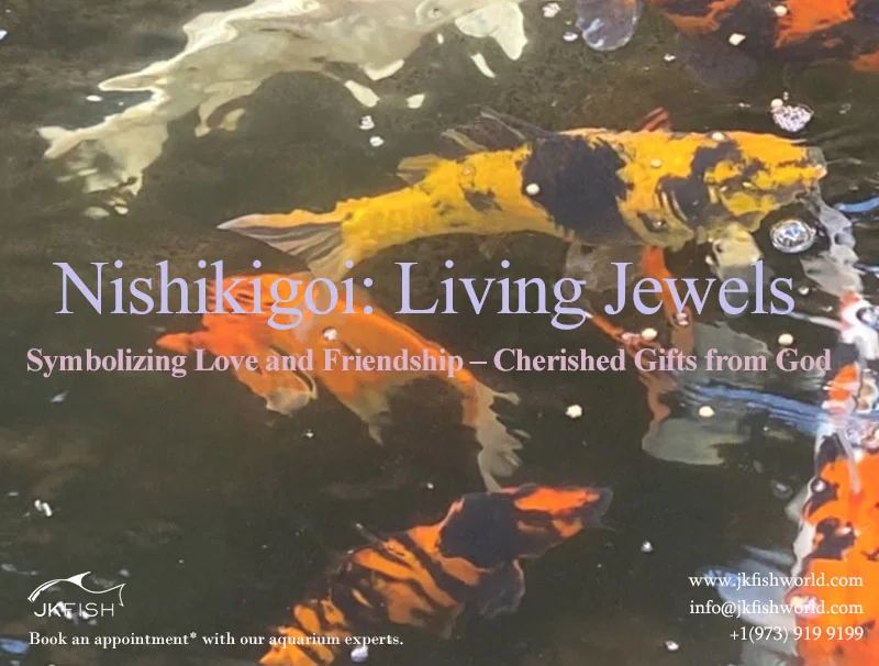 Nishikigoi: Living Jewels