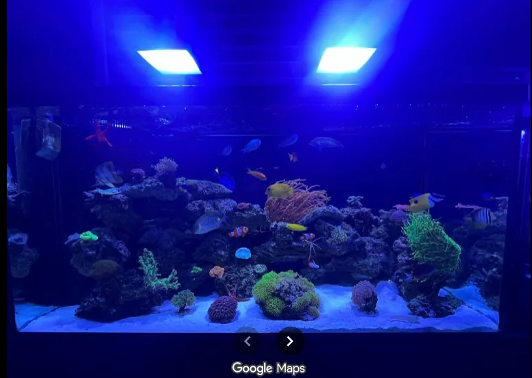 Reef aquarium from a JK Fish World Google review