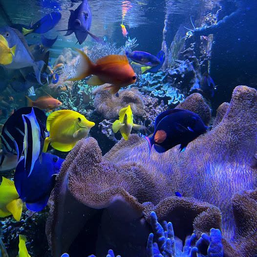 JKFish | How to Feed Your Fish