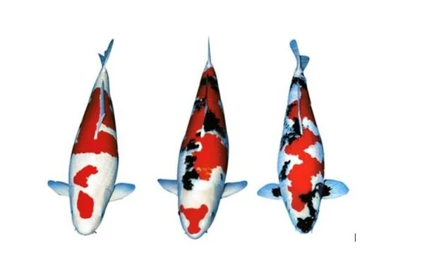 Japanese koi